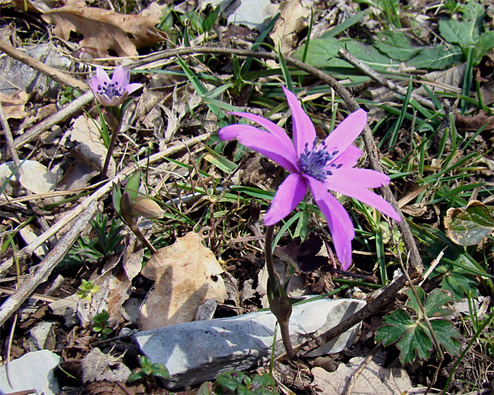 Anemone hortensis